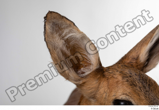 Deer Doe 2 ear 0004.jpg